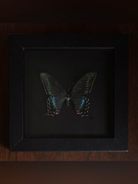 Framed butterfly specimen